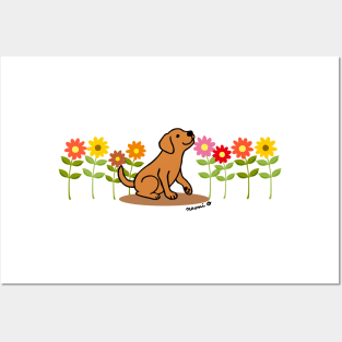 Fox Red Labrador and Flowers Posters and Art